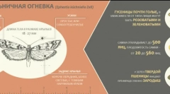 Vrste leptira požara i kako se nositi sa njima